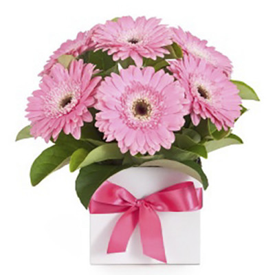 Pink Gerbera Flowers in a Vase