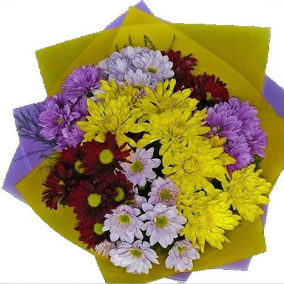 Mixed Color Chrysanthemum Flowers
