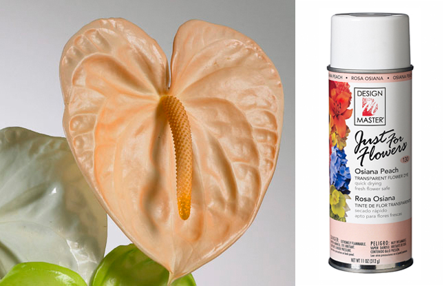 Design Master Osiana Peach Color Spray