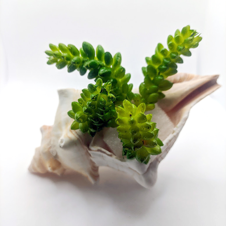 Perfect for your living room, bedroom, bathroom, or office desk.