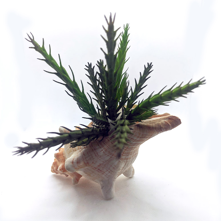 Perfect for your living room, bedroom, bathroom, or office desk.