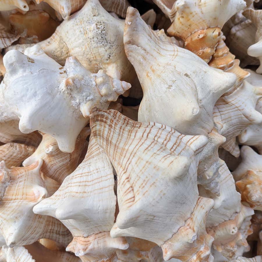 Triexta Ocean Shell LankaEShop Online Shop - An Extensive Online Collection for Every Need ...