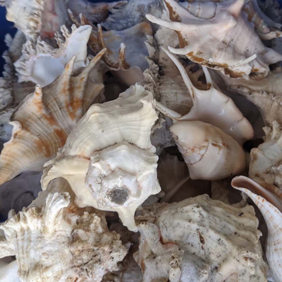 Bring the romance of the ocean to your special event.