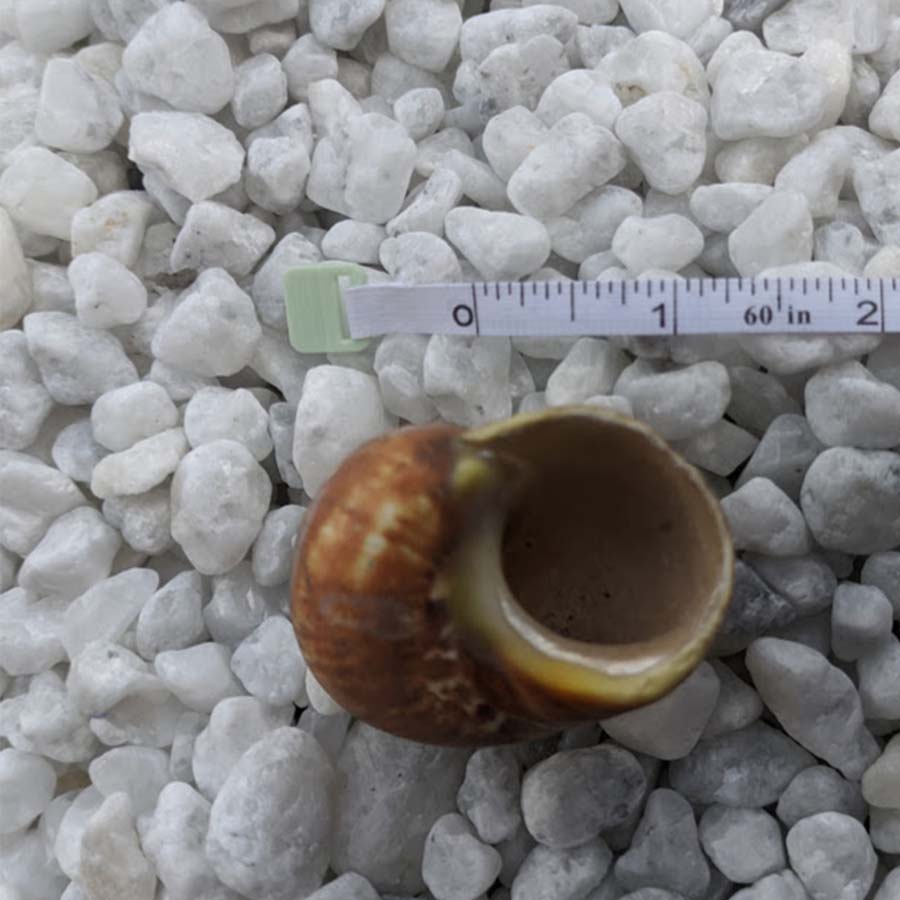 These charming shells are meticulously cleaned and ready to enhance your home decor or inspire your next creative project.