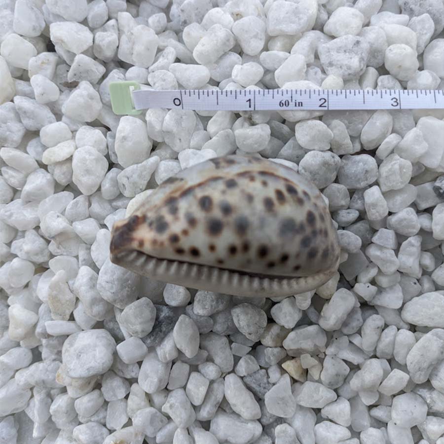 Sri Lanka Engraved Tiger Cowrie Seashell: A Handcrafted Keepsake