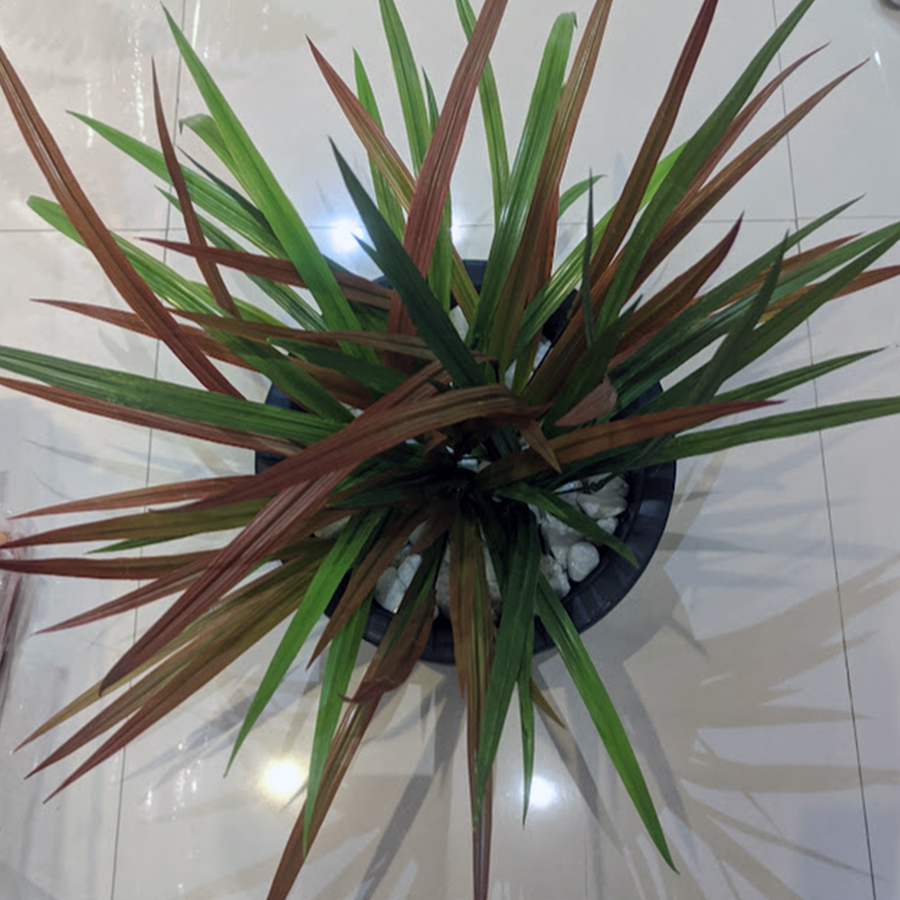 Effortlessly transforms any indoor space with a refreshing, natural atmosphere.